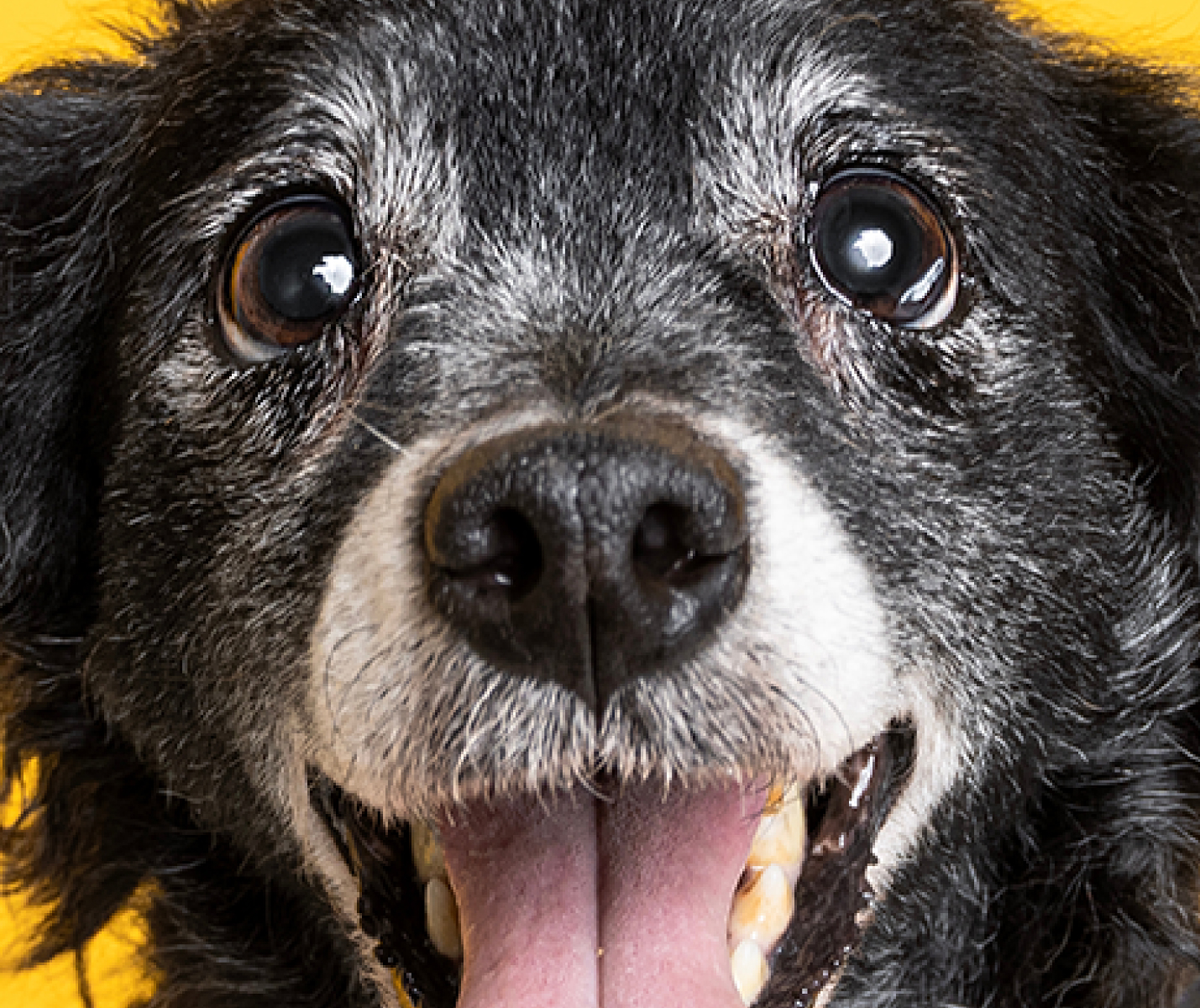 Mi perro tiene la nariz seca: ¿es normal o debo preocuparme?